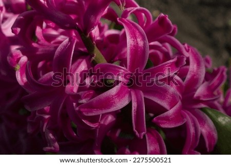 Beautifu Purple Photo Macro Hyacinth Flowers Image Hyacinth Background Macro Photography
