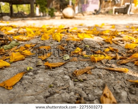 Autumn Beautiful Leaves and Flowers Fall | Fall Of leaves Due to Winter | Winter Collection | Autumn Hd Pics | Landscaping 