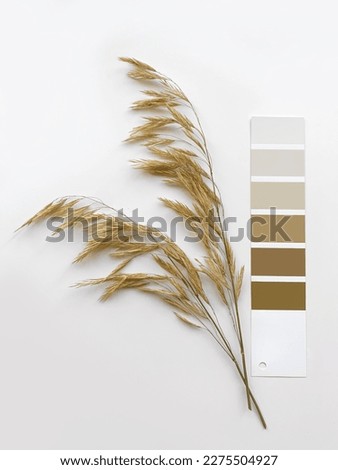 Concept: nature inspires colors. Paint samples for decorating and design. Deciding on colors. Neutral beige and gray color palette.