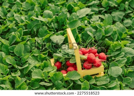 Collecting red radish from the field. Full basket of plucked red radish