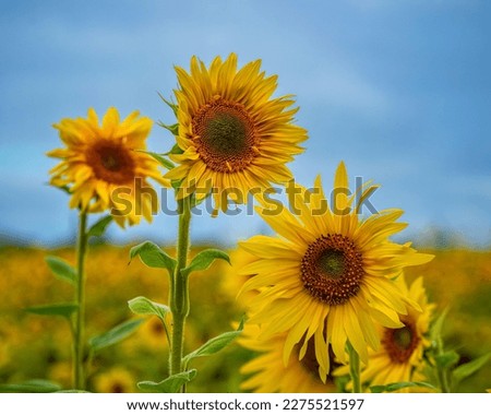              Nice  yellow sunflowers in autumn                 