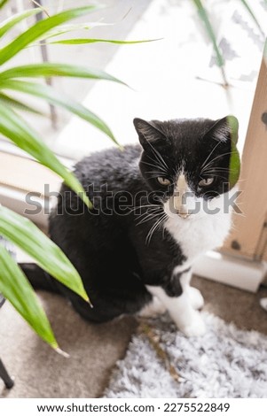 A black and white cat hiding behind a houseplant next to a balcony window