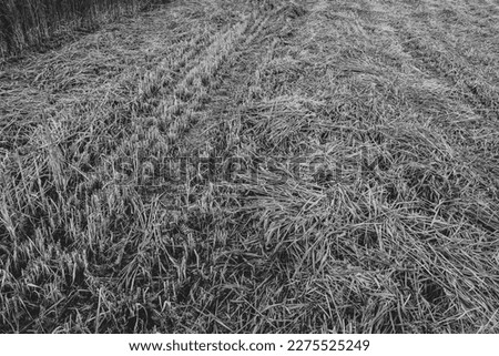 Mown grass field. Natural texture of a beveled field for publication, design, poster, calendar, post, screensaver, wallpaper, postcard, banner, cover, website. Gray toned high quality photography
