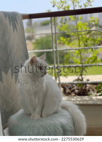 Picture of white catty with bleu eyes sitting on the faux fur stool in the balcony 