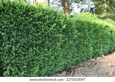 A hedge of Leyland cypress ( Cupressocyparis leylandii ). Cupressaceae evergreen coniferous tree. The leaves are dark green all year round and grow quickly, so they are used for hedges. Royalty-Free Stock Photo #2275533097