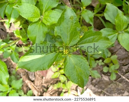 nature, foliage, leaf, tree, natural, plant, green, isolated, organic, design, decoration, vector, background, spring, summer, illustration, garden, element, forest, abstract, set, leaves, botanical, 