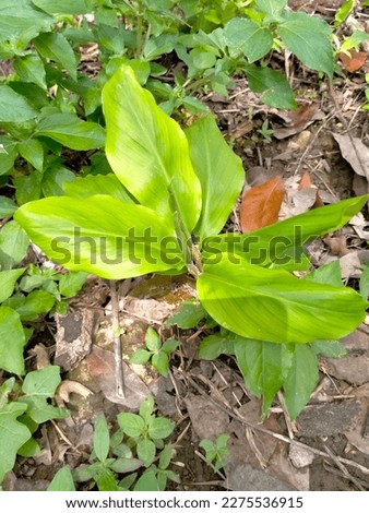 nature, foliage, leaf, tree, natural, plant, green, isolated, organic, design, decoration, vector, background, spring, summer, illustration, garden, element, forest, abstract, set, leaves, botanical, 