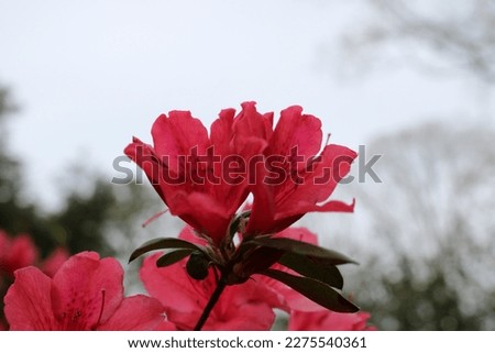 This is a picture of a red flower