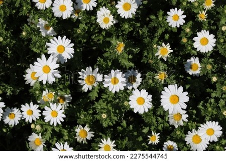A field of white flowers with yellow center and white center.