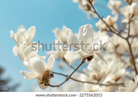 magnolia blossom in early spring with azure sky Royalty-Free Stock Photo #2275562015