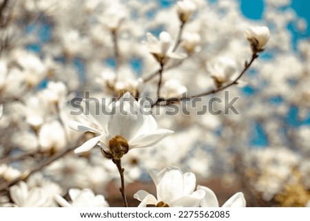 magnolia blossom in early spring with azure sky
