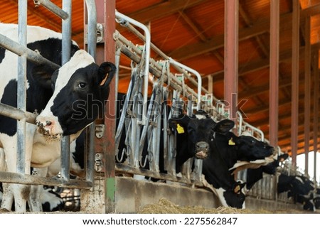 Milking cows eating stock feed while standing in stalls of cowshed.
