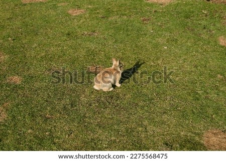 This is a picture of a light brown rabbit on a field