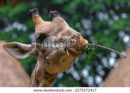 Close up of young giraffe eating leaves 