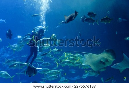 Stingrays and other marine fish gather around a scuba diver, who is performing a live feeding show in the huge seawater tank of an aquarium in  National Museum of Marine Biology and Aquarium