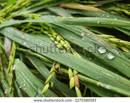 Picture of a rice plant that collapsed after rainfall