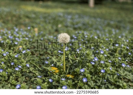 Background with dandelion in the spring field