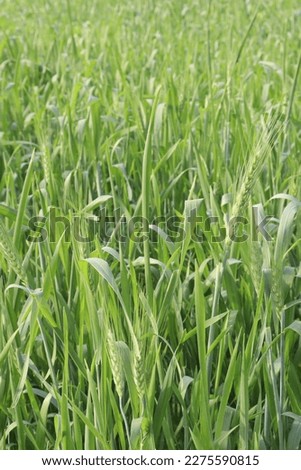 green colored fresh raw wheat farm for harvest are cash crops