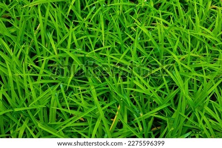 The perfect grass pictures. most intriguing aspects of grass photography
