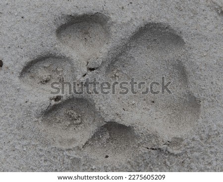Bengal tiger print in soft sand. Tiger have very large feet and their prints are called pug marks. Many trackers used these prints to track tigers until cameras became more useful for field research.

