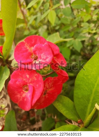 Euphorbia red and pink beautiful flowers. this pic is click in spring season 