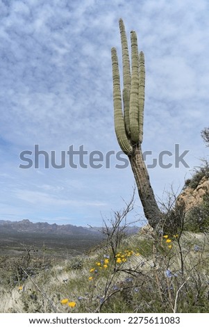 Saguaro Growing on the Side of Picketpost Mountain Arizona Royalty-Free Stock Photo #2275611083