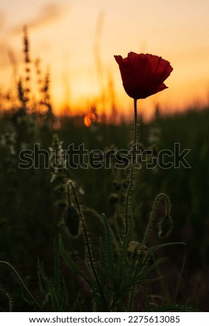 Close-up of a lonely poppy against a blurred background of lush greenery and with the sun on the horizon at dawn, low key.