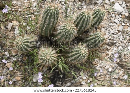 Hedgehog Cactus Sprouting in the Superstition Mountains Arizona