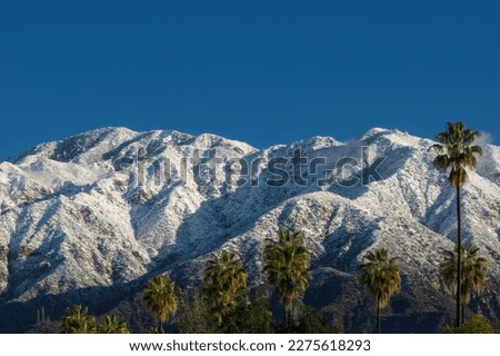 San Gabriel Mountains covered in snow at higher elevations after a recent Southern California storm. Looking north, from Pasadena, with palm trees in the foreground. Royalty-Free Stock Photo #2275618293