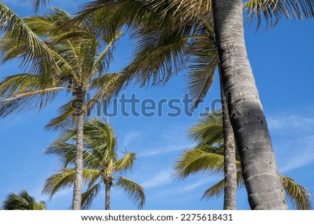 Palm Trees in the Tropical Florida