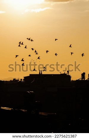 silhouettes of birds flying at sunset