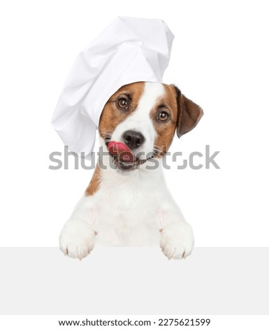 Licking lips Jack russell terrier puppy wearing a chef's hat looks above empty white banner. isolated on white background