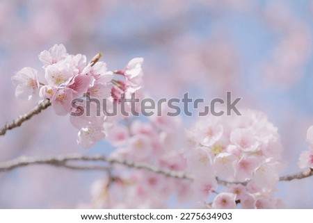 Cherry blossoms in full bloom in March, Japan. Royalty-Free Stock Photo #2275634903