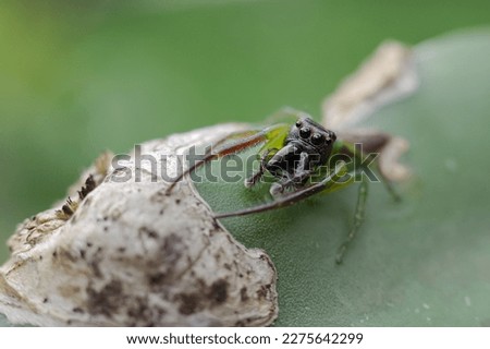 Mopsus mormon is a species of spider in the family Salticidae