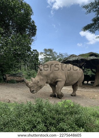 a horned rhinoceros in the Taman Safari Indonesia zoo. Selective Focus