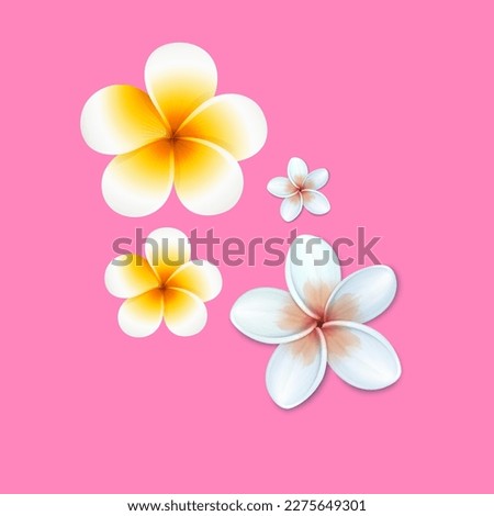 Plumeria alba is the national flower of Laos, where it is known under the local name champa or dok champa Royalty-Free Stock Photo #2275649301