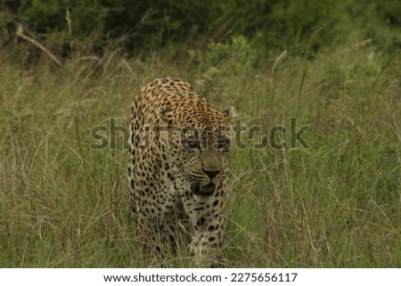 Kruger National Park, South Africa, African Safari, Bushveld, Nature, Wildlife, Tranquility