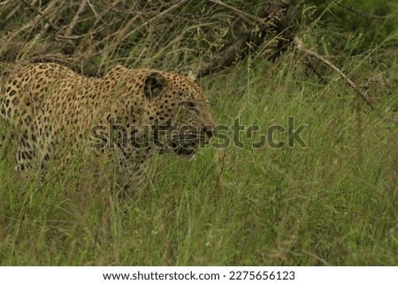 Kruger National Park, South Africa, African Safari, Bushveld, Nature, Wildlife, Tranquility