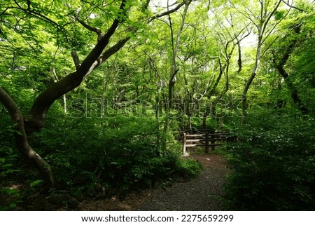 thick wild forest with fine path