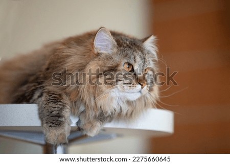 Siberian Cat Is Sitting On Bar Counter At Home And Looking Away. Selective Focus.