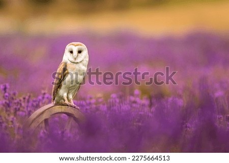 The Barn owl (Tyto alba) sitting on a wooden wheel in a lavender flowering field. Pink and purple color blossom.