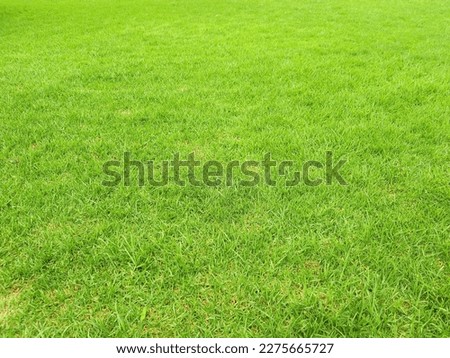 Green grass background. Green meadow in perspective. Texture of soft green grass. Gardens and parks. Gardening concept.