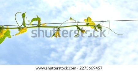 Natural cucumber grows in a greenhouse. Growing fresh vegetables on sky background