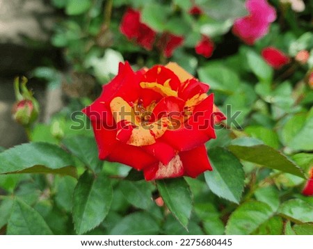 coral-red colored rose blooming picture