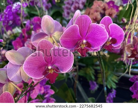 Pink orchid nature background.  Nature background of orchid. flower nature background.