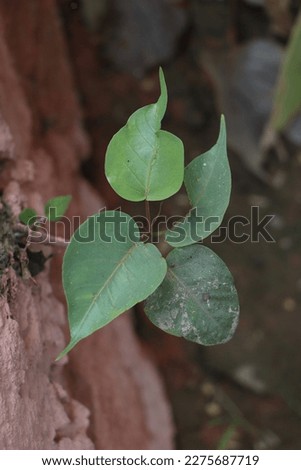 this picture is a small ficus tree (Ficus benjamina)
