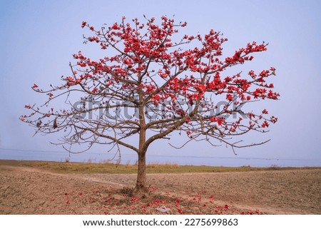 Tree with red flowers on the background of the sea and blue sky