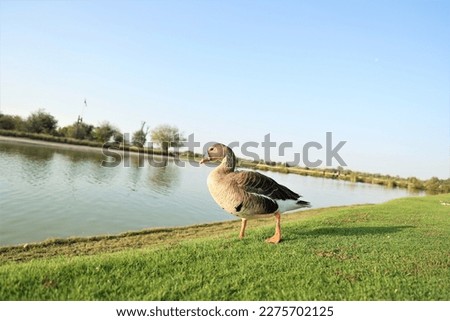 Al Qudra Lake: Beautiful lake with ducks and geese habitat