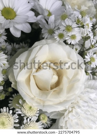 White rose and other white flower