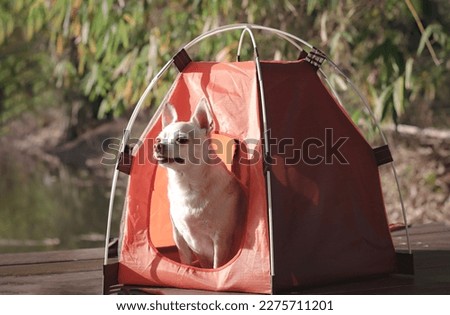 Portrait of brown short hair Chihuahua dog sitting in the orange camping tent outdoor in morning sunlight, smelling fresh air. Pet travel concept.